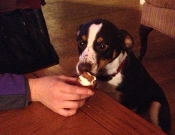 Charlie sniffs out his birthday pupcake, then almost chokes trying to swallow it whole.